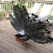 Picture 016